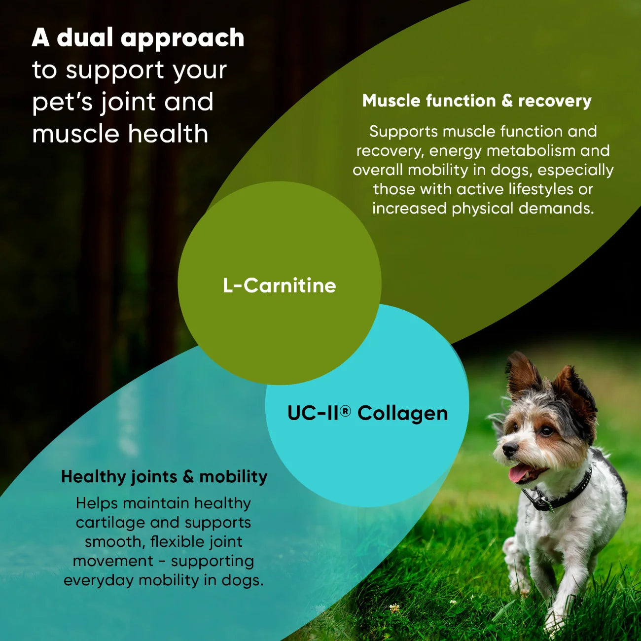 Joint & Muscle Health Daily Support Supplement for Active Lifestyle Wellness